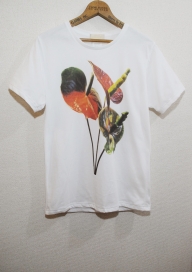ANTHURIUM
